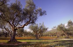 Gli ulivi di Kalamata, Grecia - Da sempre fertile ...