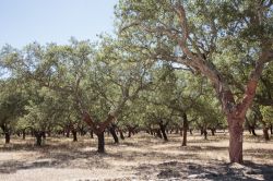 Ulivi a Comporta in Portogallo. Crescono rigoglio si sul terreno sabbioso dell'Alentejo