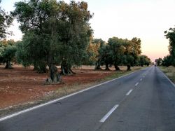 Ulivi lungo la strada che da Salice Salentino conduce a Porto Cesareo in Salento (Puglia)