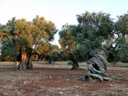 Ulivi secolari nelle campagne di Porto Cesareo in Puglia