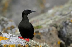Un Guillemot nero (Cepphus grylle) alle isole shetland in Scozia. L'arcipelago posto all'estremità nord del Regno Unito è una meta ambita dagli appassioanti di birdwatching ...