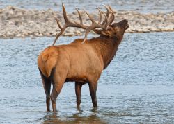 Il cervo canadese Wapiti vive nel Jasper National Park di Alberta (Canada) insieme a orsi, caribù, lupi, aquile e tanti altri animali selvatici che è possibile ammirare in un habitat ...