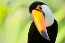 Un tucano tipico avvistamento nella foresta che circonda le cascate di Iguassù in Brasile - © Eduardo Rivero / Shutterstock.com