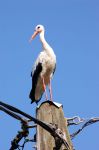 Una cicogna slovena a Radenci: questa specie migratrice compie annualmente trasferimenti  anche di 12 mila km dai luoghi caldi a quelli freddi del nord - Foto di Giulio Badini