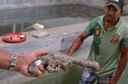 Una pistola recuperata dai fondali di Montecristi - Repubblica Dominicana - al Museo Archeologico della città
