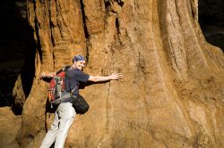 Una sequoia gigante nell'omonimo parco in ...