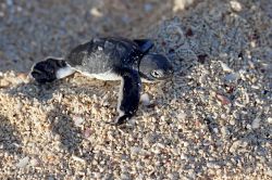 Una tartaruga verde appena nata cerca di raggiungere il mare di Mafia - © Kjersti Joergensen / Shutterstock.com