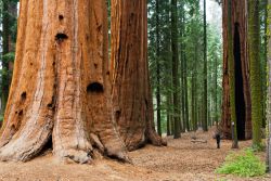 Una turista ai piedi dei grandi alberi del Parco Nazionale Sequoia Kings Canyon. L'immagine fornisce un ottimo paragone tra i grandi tronchi che possono superare diametri di 10 metri, e ...
