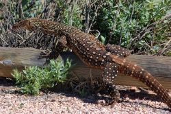 Varano Cape Range National Park Western Australia ...