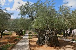 Il Getsemani di Gerusalemme sorge sul Monte degli Ulivi, poco fuori la città vecchia e a est della Porta Dorata (oggi murata). Affascina i visitatori con i suoi alberi secolari di ulivo, ...