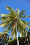 Vegetazione sull'atollo di Rashoo, Maldive - © tkachuk / Shutterstock.com