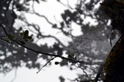 Vegetazione della Mossy Forest: le nuvole basse che ricoprono le Cameron Highlands rimangono "intrappolate" nella vegetazione, dando vita ad un habitat particolare, molto umido, dove ...