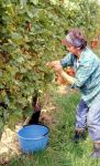 Vendemmia in Slovenia a Radenci. In questo paese si può osservare la crescita dei grappoli della vite più antica al mondo - Foto di Giulio Badini