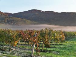 Vigneti Bassa Austria nei pressi di Melk