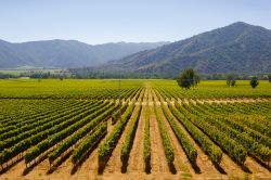 Vigneti in Cile lungo la strada che collega la capitale Santiago e la località costiera di Vina del Mar - © imigra / Shutterstock.com