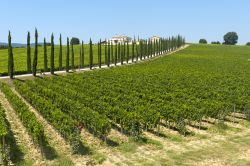 Vigneti nei dintorni di Assisi. Un suggestivo panorama sulle coltiviazioni di vite che anche in Umbria rappresentano un'importante produzione di rossi, rosati e bianchi - © Claudio ...