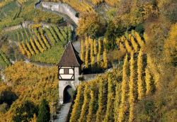 Vigneti e torre nei pressi di Esslingen in Germania - In autunno le vigne intorno a Stoccarda si colorano di giallo e rosso, regalando scorci mozzafiato che incorniciano le architetture medievali ...