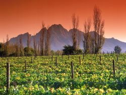 Vigneti in Sudafrica, tour tra le regioni del vino - Fonte South African Tourism