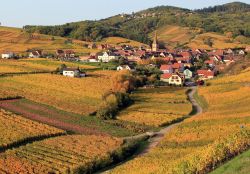 Villaggio e vigneti nella periferia di Riquewihr, Francia - Quando nei mesi autunnali il sole inonda villaggi e vigneti di una suggestiva luce ambrata e le viti luccicano con i loro acini dolci ...