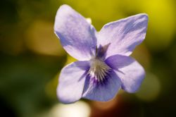 Violetta di Tolosa - © Ville de Toulouse - Patrice Nin