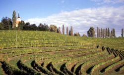 Vigneti Jeruzalem in Slovenia vicino alla città di Radenci - Foto di Giulio Badini