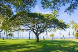 Waikiki beach alla mattina presto a Honululu, isola di Oahu, Hawaii  - © miya227 / Shutterstock.com