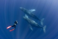 Whale watching Messico: subacqueo in immersione a fianco delle balene (megattere), nelle acque di Cabo San Lucas, nella Baja California - © Shane Gross / Shutterstock.com
