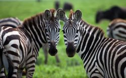 Nel Parco Nazionale del Serengeti, in Tanzania, si incontrano creature magnifiche, come queste due zebre al pascolo dall'espressione curiosa. La fauna del parco è straordinaria, ma ...
