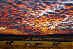 Un magnifico tramonto nel Parco Nazionale del Serengeti, la grande riserva della Tanzania settentrionale che prende il nome dall'omonima pianura. Proprio la pianura, che si estende a perdita ...