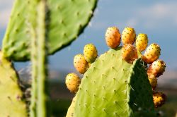 A Roccapalumba in Sicilia il fico d'India è uno dei prodotti più amati e celebrati