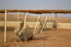 I cammelli nel deserto degli Emirati Arabi Uniti ...