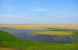 Acquitrini all'Amboseli National Park, Kenya. ...