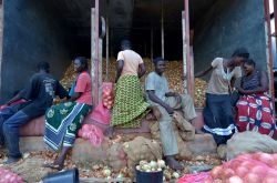 Agricoltori di Lusaka selezionano cipolle per la distribuzione in Zambia e Malawi - © africa924 / Shutterstock.com