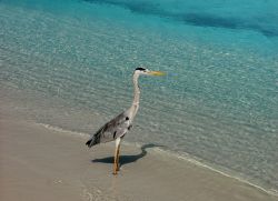 Un airone sulla spiaggia di Asdu, Atollo Malé Nord, Maldive.