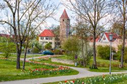 Aiuole fiorite con tulipani nella cittadina di Dinkelsbuhl, Baviera, Germania.
