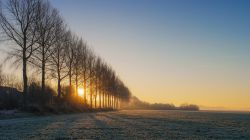 Alba fra gli alberi in una giornata invernale nei pressi di Urk, Flevoland, Paesi Bassi.



