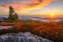 Alba nella contea di Allegheny dalla cima di Bear Rocks, West Virginia. Gli splendidi colori del cielo sono delle stesse tonalità dei fiori che impreziosiscono la vegetazione di questo ...