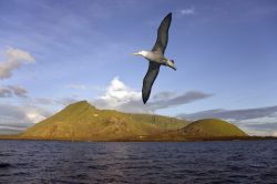 Un albatros in volo sull'Isola Isabela, la più grande dell'arcipelago delle Galapagos, in Ecuador. Il nome le è stato dato in onore di Isabella di Castiglia, la regina ...