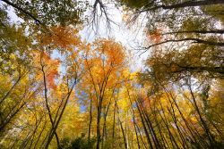 Alberi con foliage autunnale nella foresta del parco nazionale delle Great Smoky Mountains, USA.
