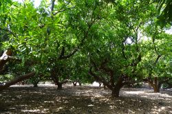 Alberi di arance in una piantagione di Vinaros, Spagna.

