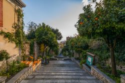 Alberi di arancio a Taormina, Sicilia. Passeggiando nel cuore della città, ai bordi delle sue strette viuzze, ci si può inebriare dei profumi e colori delle arance siciliane, famose ...