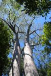 Alberi di baobab nell'area protetta di Zombitse-Vohibasia, Madagascar. La superficie complessiva si estende per circa 361 km quadrati.
