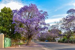 Alberi di jacaranda nella provincia di Limpopo, Sudafrica. I fiori di questa pianta hanno corolla di colore dal colore blu al viola porpora. 

