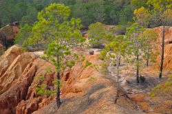 Alberi di pini e foresta a Ludo nei pressi di Loulé, Portogallo. Quest'area naturale è ricca di vegetazione rigogliosa e animali fra cui fenicotteri rosa e uccelli marini.

 ...
