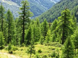 Alberi di pino in una valle alpina nei pressi di Arolla, Svizzera. Questa specie di sempreverde cresce in altezza cercando la luce del sole.

