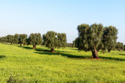 Alberi di ulivo nei pressi di Cisternino, provincia di Brindisi, Puglia.
