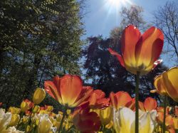 Alberi e tulipani, lo spettacolo della natura al Castello di Pralormo in Piemonte LudovicoDeMaistre LD