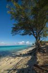 Alberi e vegetazione su una spiaggia di Bimini, Bahamas. Sullo sfondo, in lontananza, una nave da crociera.

