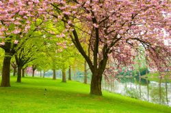 Alberi fioriti in un parco cittadino di Tilburg, Olanda.
