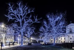 Alberi illuminati da luci natalizie nel cuore di Varsavia, Polonia, di notte.



